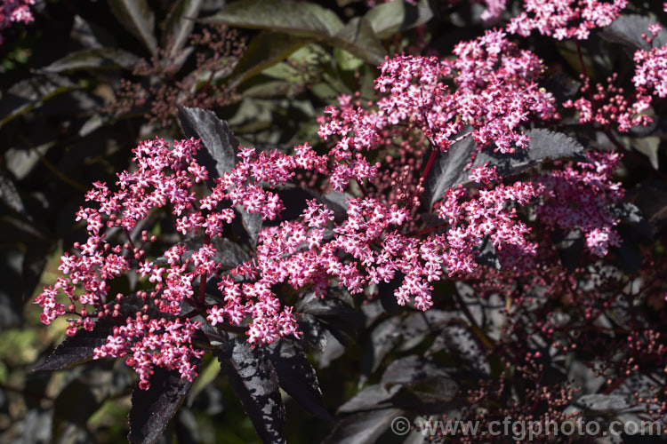 Black Beauty Elderberry (<i>Sambucus nigra 'Black Beauty'), a purple-red foliaged cultivar of a spring-flowering Eurasian deciduous shrub that often naturalises and can become a weed. Its flowers and fruit can be used for wine-making 'Black Beauty' has tiny pink flowers that open from darker buds. The effect is similar to 'Black Lace' except that the leaflets are entire rather than finely divided like those of 'Black Lace'. Order: Dipsacales, Family: Adoxaceae