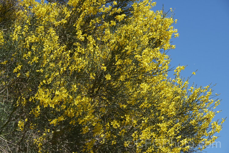 Spanish Broom (<i>Spartium junceum [syn. Genista juncea]), a spring-flowering deciduous shrub originally found around the Mediterranean but now widely naturalised and considered a weed in many areas. spartium-3537htm'>Spartium.