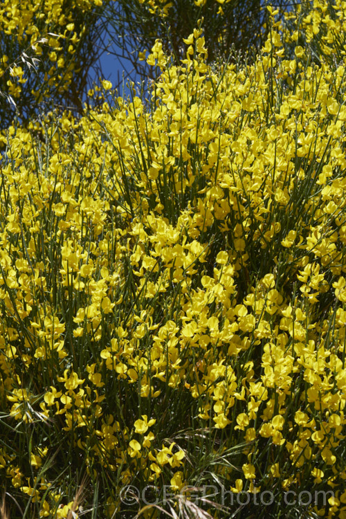 Spanish Broom (<i>Spartium junceum [syn. Genista juncea]), a spring-flowering deciduous shrub originally found around the Mediterranean but now widely naturalised and considered a weed in many areas. spartium-3537htm'>Spartium.