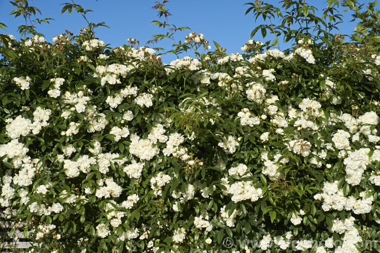 White double-flowered Banksia Rose (<i>Rosa banksiae var. banksiae</i>), a once-flowering, spring-blooming cultivar of a climbing rose from western and central China. Order: Rosales, Family: Rosaceae