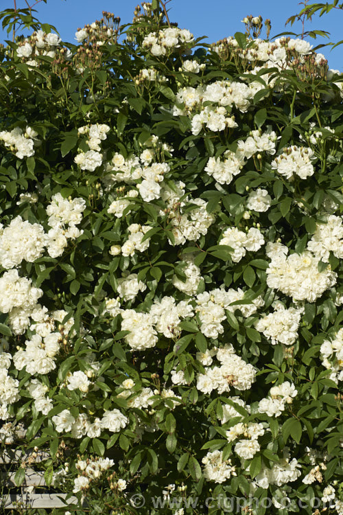 White double-flowered Banksia Rose (<i>Rosa banksiae var. banksiae</i>), a once-flowering, spring-blooming cultivar of a climbing rose from western and central China. Order: Rosales, Family: Rosaceae