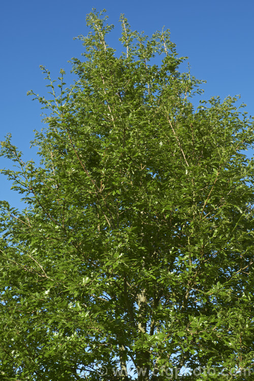 American. White Oak (<i>Quercus alba</i>), a 25-30m tall deciduous tree native to eastern and central North America. It is long-lived (over 450 years</i>) and is massively broad in shape. The leaves are distinctively pale on the undersides, hence white oak. The dead leaves often remain on the tree over winter until pushed off by new growth. White oak timber has many uses, especially wine and liquor barrels