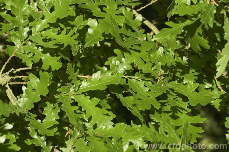 American. White Oak (<i>Quercus alba</i>), a 25-30m tall deciduous tree native to eastern and central North America. It is long-lived (over 450 years</i>) and is massively broad in shape. The leaves are distinctively pale on the undersides, hence white oak. The dead leaves often remain on the tree over winter until pushed off by new growth. White oak timber has many uses, especially wine and liquor barrels