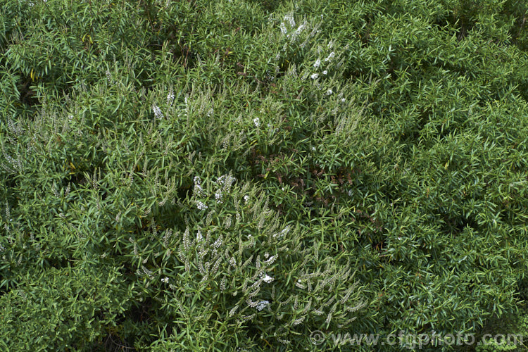 Banks. Peninsula. Hebe (<i>Veronica strictissima [syn. Hebe strictissima]), a summer-flowering, evergreen shrub, around 1m high x 1.5m wide, that is endemic to Banks. Peninsula on the east coast of New Zealand's South Island