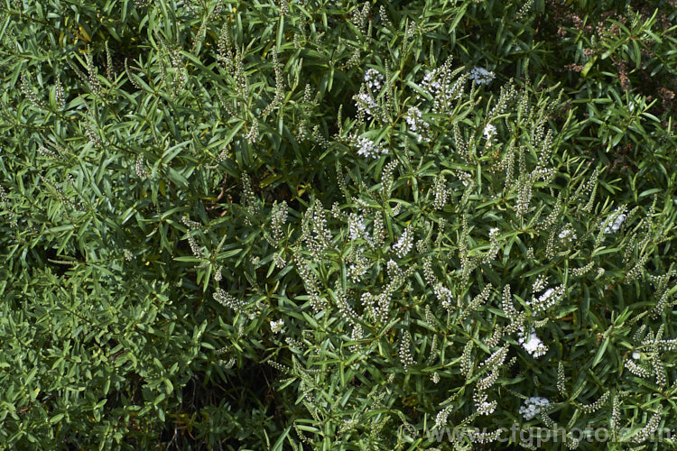 Banks. Peninsula. Hebe (<i>Veronica strictissima [syn. Hebe strictissima]), a summer-flowering, evergreen shrub, around 1m high x 1.5m wide, that is endemic to Banks. Peninsula on the east coast of New Zealand's South Island