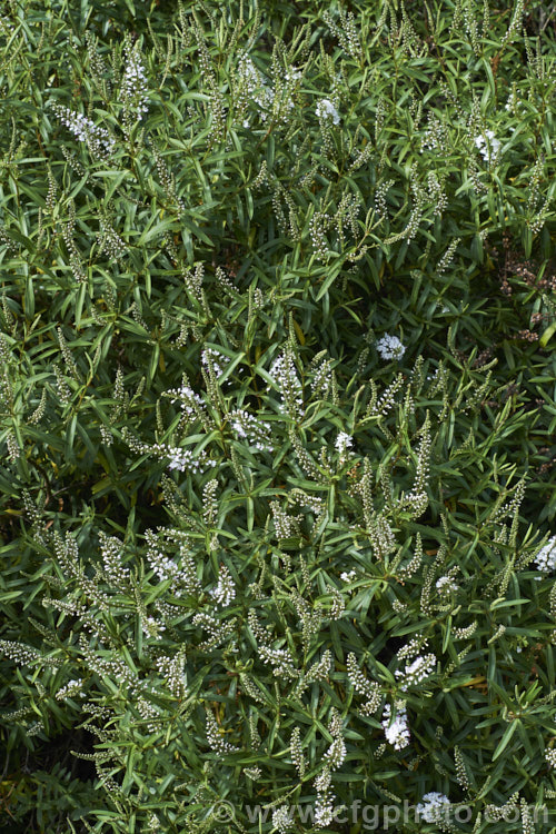 Banks. Peninsula. Hebe (<i>Veronica strictissima [syn. Hebe strictissima]), a summer-flowering, evergreen shrub, around 1m high x 1.5m wide, that is endemic to Banks. Peninsula on the east coast of New Zealand's South Island