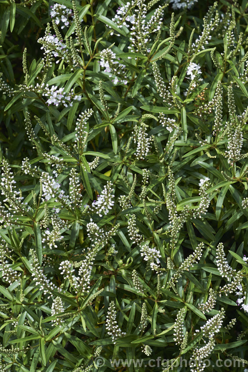 Banks. Peninsula. Hebe (<i>Veronica strictissima [syn. Hebe strictissima]), a summer-flowering, evergreen shrub, around 1m high x 1.5m wide, that is endemic to Banks. Peninsula on the east coast of New Zealand's South Island