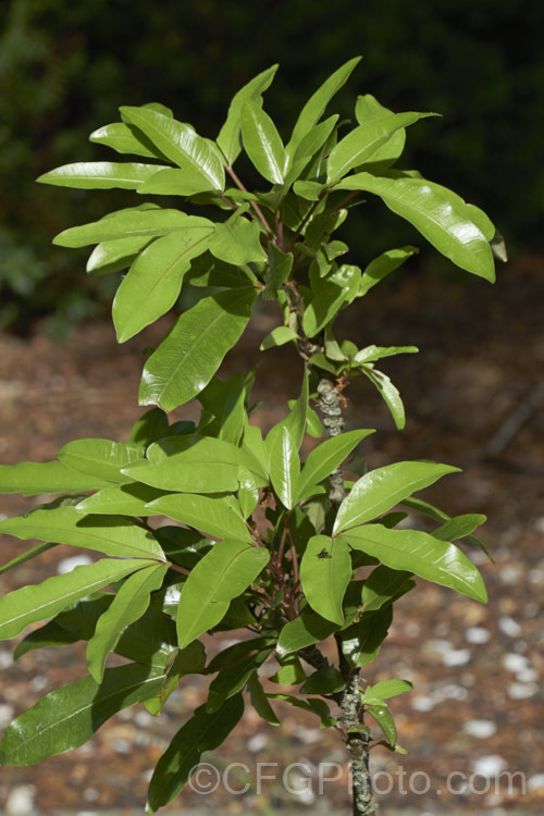 The foliage of a young Raukawa (<i>Raukaua edgerleyi [syn. Pseudopanax edgerleyi]), an evergreen shrub or small tree native to New Zealand and often an epiphyte when young. Its lustrous, aromatic foliage is variable in shape, often trifoliate and toothed when young but maturing to a simple, smooth-edged leaf, sometimes with small teeth along the midrib. Small greenish white flowers develop into similarly coloured fruits