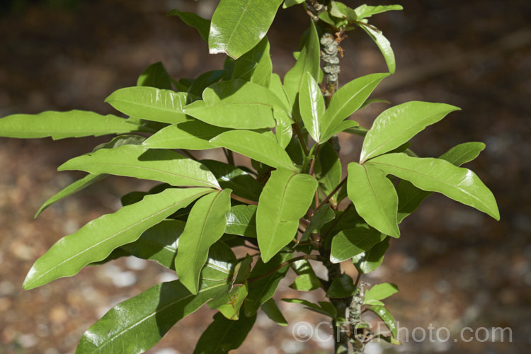 The foliage of a young Raukawa (<i>Raukaua edgerleyi [syn. Pseudopanax edgerleyi]), an evergreen shrub or small tree native to New Zealand and often an epiphyte when young. Its lustrous, aromatic foliage is variable in shape, often trifoliate and toothed when young but maturing to a simple, smooth-edged leaf, sometimes with small teeth along the midrib. Small greenish white flowers develop into similarly coloured fruits