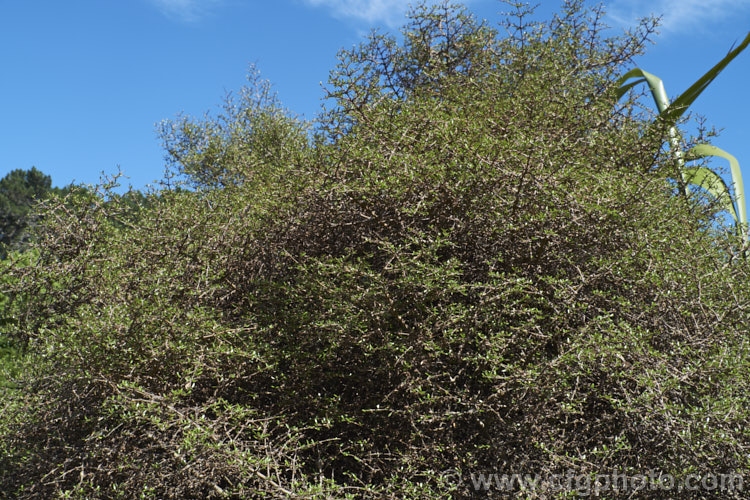Mingimingi (<i>Coprosma propinqua</i>), a small-leaved, 2-6m tall, divaricating shrub found over much of New Zealand Its flowers are largely insignificant and on female plants are followed by very pale to dark blue drupes. Order: Gentianales, Family: Rubiaceae