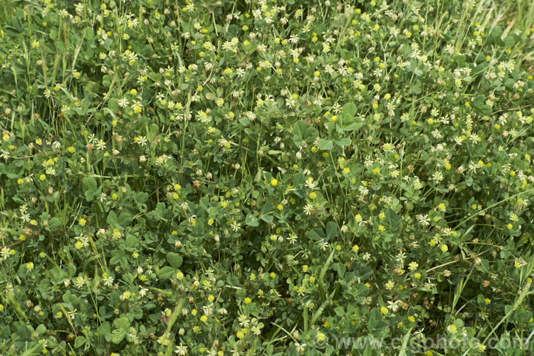 Suckling clover or lesser yellow clover (<i>Trifolium dubium</i>), an annual, usually seen as a weed in pastures or lawns, that was originally native to Europe, though it is now widespread. trifolium-3369htm'>Trifolium.
