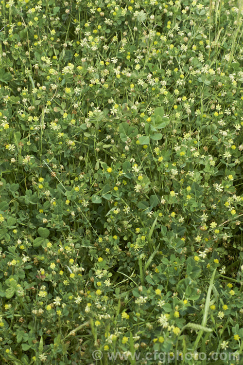 Suckling clover or lesser yellow clover (<i>Trifolium dubium</i>), an annual, usually seen as a weed in pastures or lawns, that was originally native to Europe, though it is now widespread. trifolium-3369htm'>Trifolium.