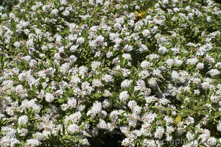 Veronica (syn. Hebe</i>) 'Wiri. Mist' (<i>Veronica albicans x Veronica diosmifolia</i>), one of the Wiri series of hybrid cultivars raised by Auckland. Botanic. Gardens' curator. Jack. Hobbs. It is low-growing, compact and heavy-flowering, opening from late spring