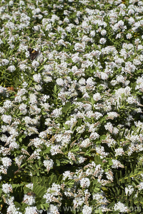 Veronica (syn. Hebe</i>) 'Wiri. Mist' (<i>Veronica albicans x Veronica diosmifolia</i>), one of the Wiri series of hybrid cultivars raised by Auckland. Botanic. Gardens' curator. Jack. Hobbs. It is low-growing, compact and heavy-flowering, opening from late spring