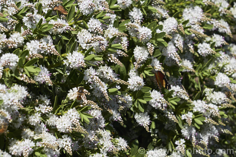 Veronica (syn. Hebe</i>) 'Wiri. Mist' (<i>Veronica albicans x Veronica diosmifolia</i>), one of the Wiri series of hybrid cultivars raised by Auckland. Botanic. Gardens' curator. Jack. Hobbs. It is low-growing, compact and heavy-flowering, opening from late spring