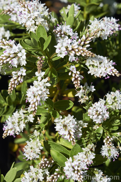 Veronica (syn. Hebe</i>) 'Wiri. Mist' (<i>Veronica albicans x Veronica diosmifolia</i>), one of the Wiri series of hybrid cultivars raised by Auckland. Botanic. Gardens' curator. Jack. Hobbs. It is low-growing, compact and heavy-flowering, opening from late spring