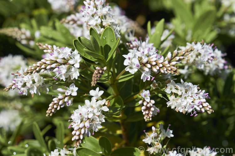Veronica (syn. Hebe</i>) 'Wiri. Mist' (<i>Veronica albicans x Veronica diosmifolia</i>), one of the Wiri series of hybrid cultivars raised by Auckland. Botanic. Gardens' curator. Jack. Hobbs. It is low-growing, compact and heavy-flowering, opening from late spring