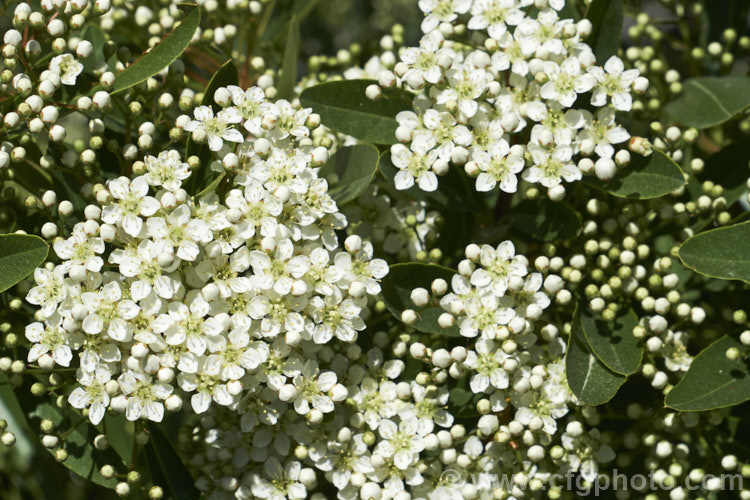 The flowers of Pyracantha 'Brilliant', a vivid red-fruited firethorn cultivar, probably a Pyracantha coccinea x Pyracantha rogersiana hybrid The fruit usually lasts well into winter