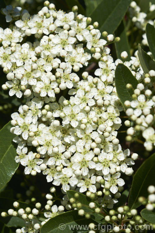 The flowers of Pyracantha 'Brilliant', a vivid red-fruited firethorn cultivar, probably a Pyracantha coccinea x Pyracantha rogersiana hybrid The fruit usually lasts well into winter