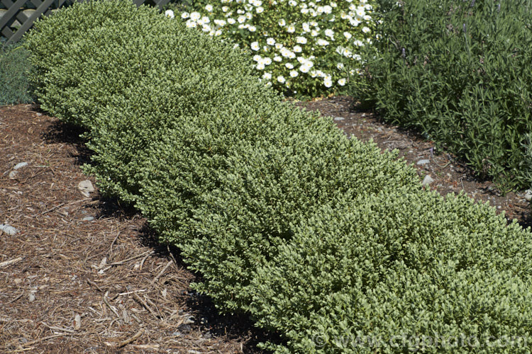 Veronica topiaria (syn. Hebe topiaria</i>), an evergreen 70cm-12m tall shrub found in New Zealand from Nelson to North Canterbury in the South Island It has grey-green foliage and small heads of white flowers, mainly in summer. As the name topiaria suggests, it forms a dense hummock of foliage like a natural topiary and is sometimes used for hedging