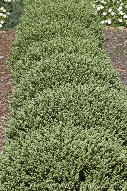 Veronica topiaria (syn. Hebe topiaria</i>), an evergreen 70cm-12m tall shrub found in New Zealand from Nelson to North Canterbury in the South Island It has grey-green foliage and small heads of white flowers, mainly in summer. As the name topiaria suggests, it forms a dense hummock of foliage like a natural topiary and is sometimes used for hedging