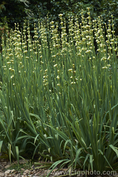 Sisyrinchium striatum (syn. Sisyrinchium nigricans, Phaiophleps nigricans</i>), a 40-80cm tall, late spring- to early summer-flowering iris-like perennial native to Argentina andChile