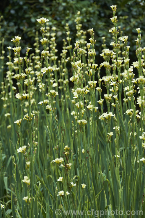 Sisyrinchium striatum (syn. Sisyrinchium nigricans, Phaiophleps nigricans</i>), a 40-80cm tall, late spring- to early summer-flowering iris-like perennial native to Argentina andChile