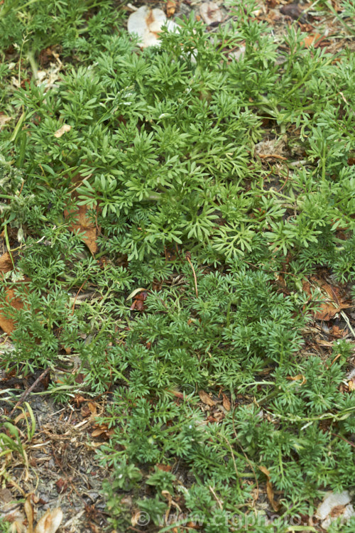 Bindi Weed, Onehunga Weed, Burr Weed or Prickle. Weed (<i>Soliva sessilis</i>), an annual weed often found in lawns, where its spine tipped seeds can make walking barefooted very unpleasant. The ferny foliage develops in spring, as do the inconspicuous flowerheads; it is a daisy. Originally native to South America, it is now widely naturalised and considered a weed.