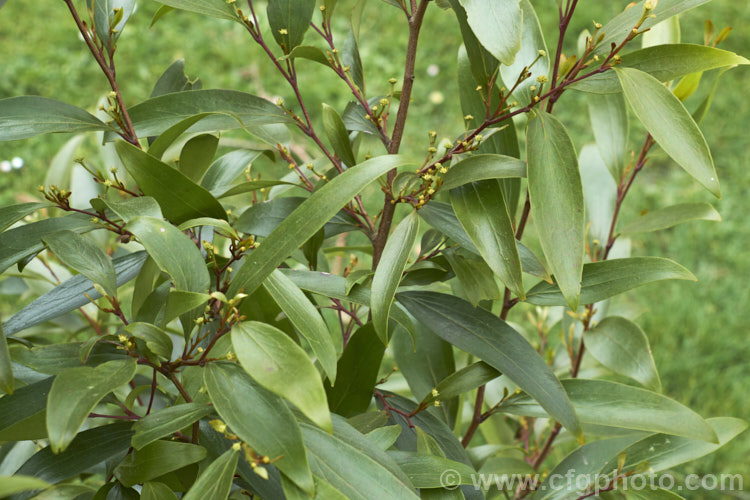 Scrub. Beefwood (<i>Stenocarpus salignus</i>) with flower buds. This spring- to summer-flowering, 20-30m tall, evergreen tree is native to eastern Australia and is a member of the protea family (<i>Proteaceae</i>). stenocarpus-2527htm'>Stenocarpus.