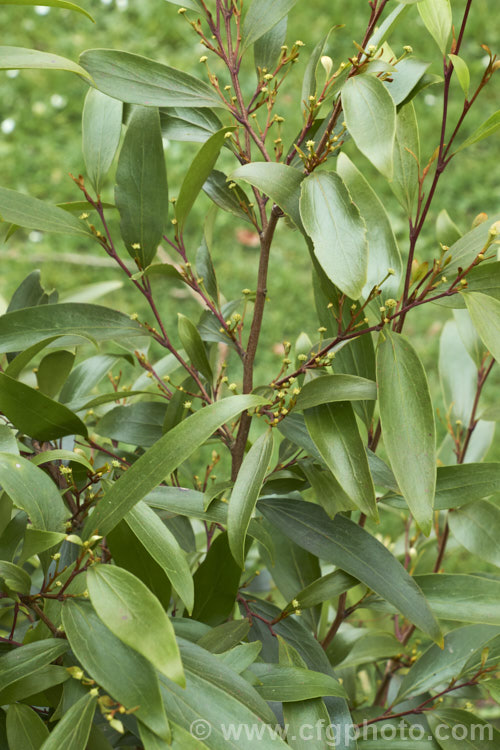 Scrub. Beefwood (<i>Stenocarpus salignus</i>) with flower buds. This spring- to summer-flowering, 20-30m tall, evergreen tree is native to eastern Australia and is a member of the protea family (<i>Proteaceae</i>). stenocarpus-2527htm'>Stenocarpus.