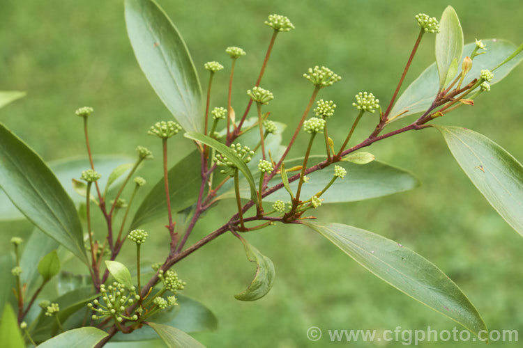 Scrub. Beefwood (<i>Stenocarpus salignus</i>) with flower buds. This spring- to summer-flowering, 20-30m tall, evergreen tree is native to eastern Australia and is a member of the protea family (<i>Proteaceae</i>). stenocarpus-2527htm'>Stenocarpus.