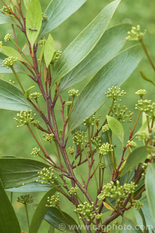Scrub. Beefwood (<i>Stenocarpus salignus</i>) with flower buds. This spring- to summer-flowering, 20-30m tall, evergreen tree is native to eastern Australia and is a member of the protea family (<i>Proteaceae</i>). stenocarpus-2527htm'>Stenocarpus.