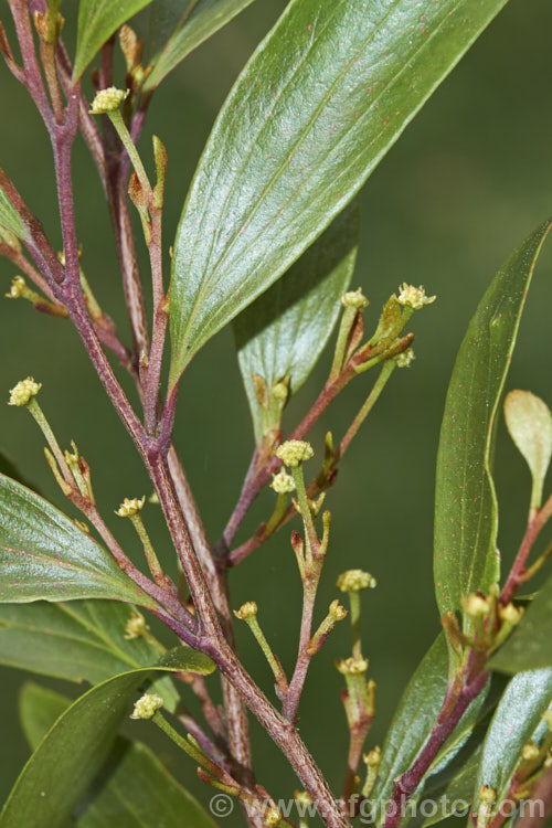 Scrub. Beefwood (<i>Stenocarpus salignus</i>) with flower buds. This spring- to summer-flowering, 20-30m tall, evergreen tree is native to eastern Australia and is a member of the protea family (<i>Proteaceae</i>). stenocarpus-2527htm'>Stenocarpus.