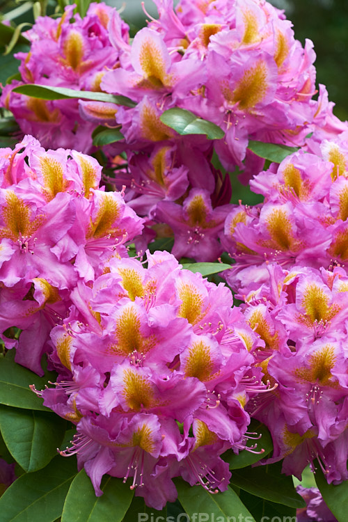 <i>Rhododendron</i> 'Windsor Lad' (<i>Rhododendron ponticum</i> x unknown</i>), a 2m high x 3m wide bush raised by Knap Hill Nurseries of England. The contrasting throat blotch is a striking feature. Order: Ericales, Family: Ericaceae