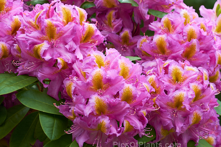 <i>Rhododendron</i> 'Windsor Lad' (<i>Rhododendron ponticum</i> x unknown</i>), a 2m high x 3m wide bush raised by Knap Hill Nurseries of England. The contrasting throat blotch is a striking feature. Order: Ericales, Family: Ericaceae