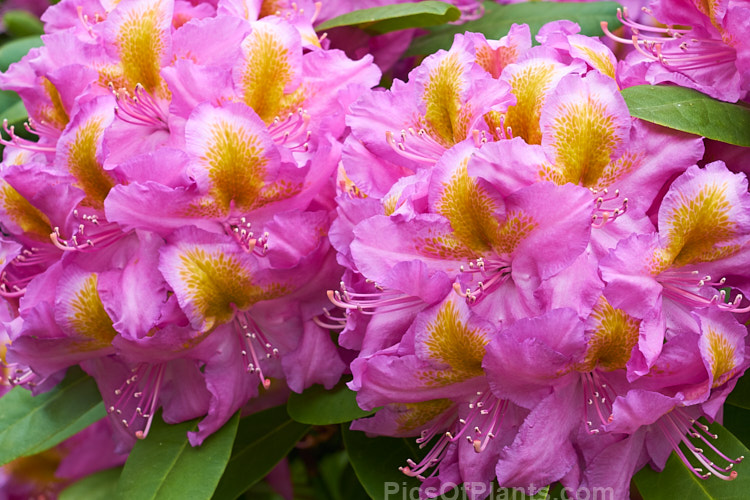 <i>Rhododendron</i> 'Windsor Lad' (<i>Rhododendron ponticum</i> x unknown</i>), a 2m high x 3m wide bush raised by Knap Hill Nurseries of England. The contrasting throat blotch is a striking feature. Order: Ericales, Family: Ericaceae