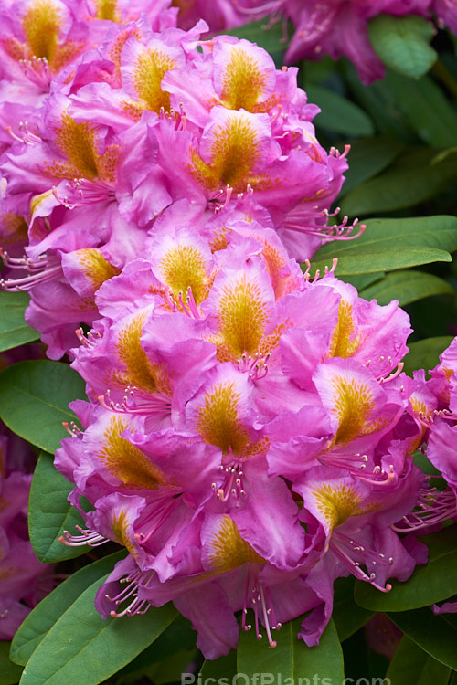<i>Rhododendron</i> 'Windsor Lad' (<i>Rhododendron ponticum</i> x unknown</i>), a 2m high x 3m wide bush raised by Knap Hill Nurseries of England. The contrasting throat blotch is a striking feature. Order: Ericales, Family: Ericaceae