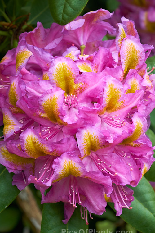 <i>Rhododendron</i> 'Windsor Lad' (<i>Rhododendron ponticum</i> x unknown</i>), a 2m high x 3m wide bush raised by Knap Hill Nurseries of England. The contrasting throat blotch is a striking feature. Order: Ericales, Family: Ericaceae