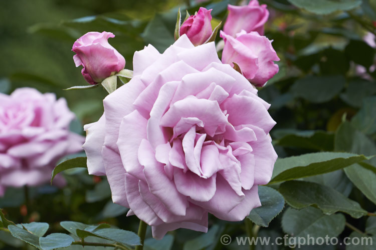 Rosa 'Moody Blues' ('Sexy Rexy' x 'Blue Nile'), a Cluster-flowered (<i>Floribunda</i>) bush rose raised by McGredy of New Zealand and introduced in 1991. Order: Rosales, Family: Rosaceae
