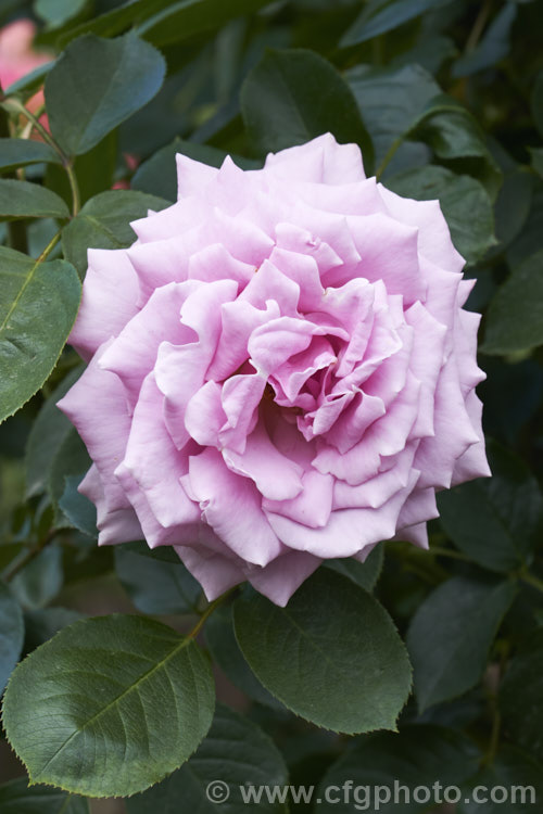 Rosa 'Moody Blues' ('Sexy Rexy' x 'Blue Nile'), a Cluster-flowered (<i>Floribunda</i>) bush rose raised by McGredy of New Zealand and introduced in 1991. Order: Rosales, Family: Rosaceae