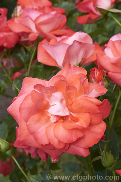 Rosa 'Crackerjack', a Cluster-flowered (<i>Floribunda</i>) bush raised by Olesen of Denmark and introduced by Poulsen in 1989. Order: Rosales, Family: Rosaceae