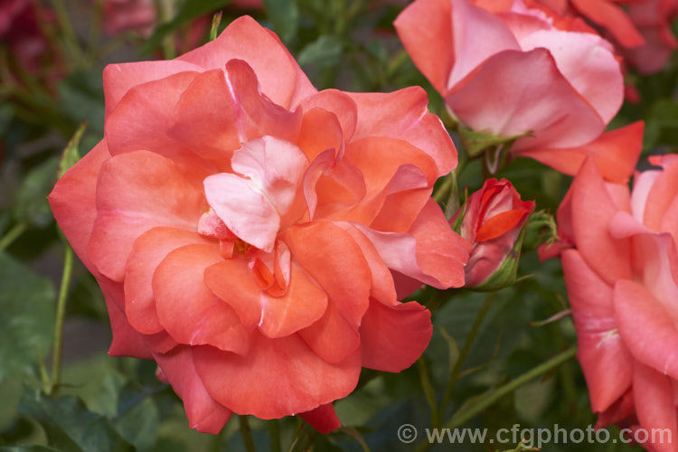 Rosa 'Crackerjack', a Cluster-flowered (<i>Floribunda</i>) bush rose raised by Olesen of Denmark and introduced by Poulsen in 1989. Order: Rosales, Family: Rosaceae