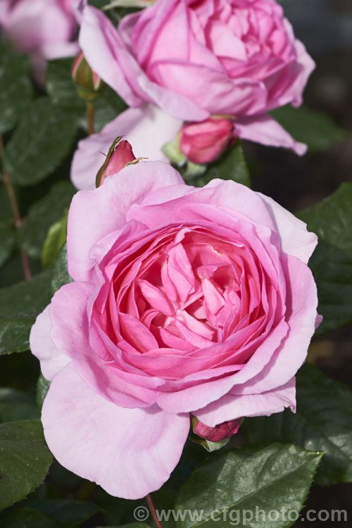 Rosa 'Mum in a Million' (syns 'Ghita', 'Ghita. Renaissance', 'Millie'), a fragrant. Hybrid Tea rose raised by Olesen of Denmark in 1997 and introduced by Poulsen in 2004. Order: Rosales, Family: Rosaceae