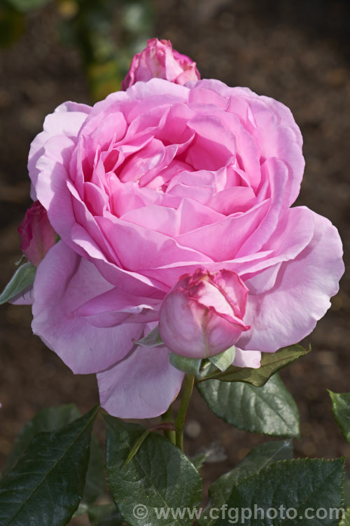 Rosa 'Mum in a Million' (syns 'Ghita', 'Ghita. Renaissance', 'Millie'), a fragrant. Hybrid Tea rose raised by Olesen of Denmark in 1997 and introduced by Poulsen in 2004. Order: Rosales, Family: Rosaceae