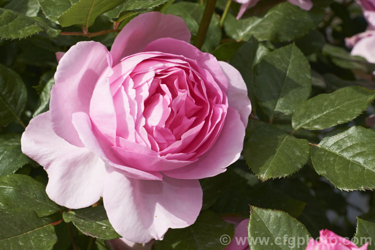 Rosa 'Mum in a Million' (syns 'Ghita', 'Ghita. Renaissance', 'Millie'), a fragrant. Hybrid Tea rose raised by Olesen of Denmark in 1997 and introduced by Poulsen in 2004. Order: Rosales, Family: Rosaceae