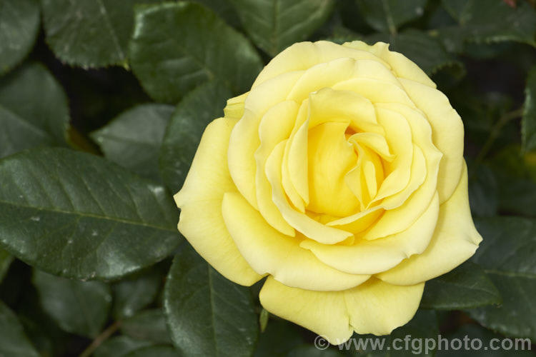 Rosa 'Freedom' ('Eurorose' x 'Bright. Smile'), a strong-growing, fragrant. Hybrid tea raised in 1984 by Dickson of the United Kingdom. It has large flowers and lush, dark foliage. Order: Rosales, Family: Rosaceae