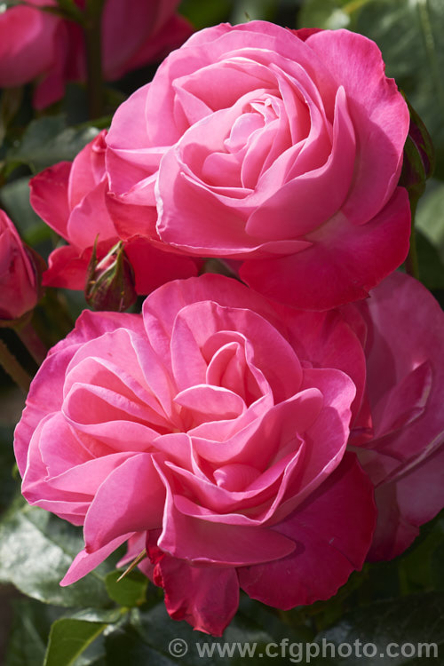 Rosa 'Looking Good', a cluster-flowered (<i>Floribunda</i>) bush raised by Somerfield of New Zealand and introduced in 2014. It is a compact, heavy-flowering bush that was 2015. Rose of the Year in New Zealand Order: Rosales, Family: Rosaceae