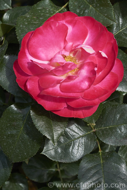 Rosa 'Looking Good', a cluster-flowered (<i>Floribunda</i>) bush raised by Somerfield of New Zealand and introduced in 2014. It is a compact, heavy-flowering bush that was 2015. Rose of the Year in New Zealand Order: Rosales, Family: Rosaceae