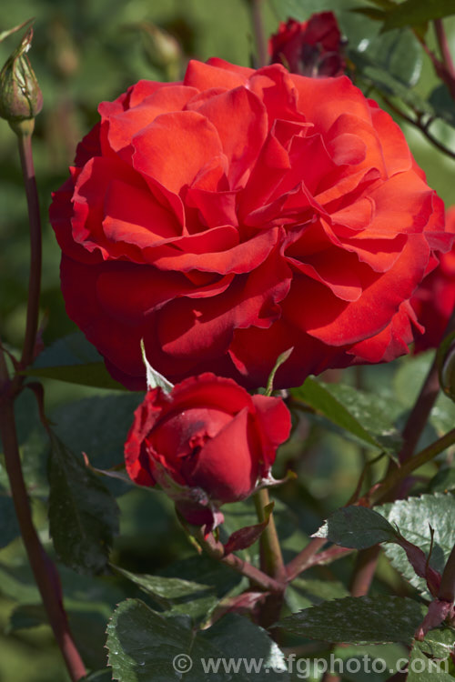 Rosa 'Christchurch. Remembers', a Floribunda rose raised by Somerfield of New Zealand and introduced in 2014. It was named New Zealand Rose of the Year in 2016. Order: Rosales, Family: Rosaceae