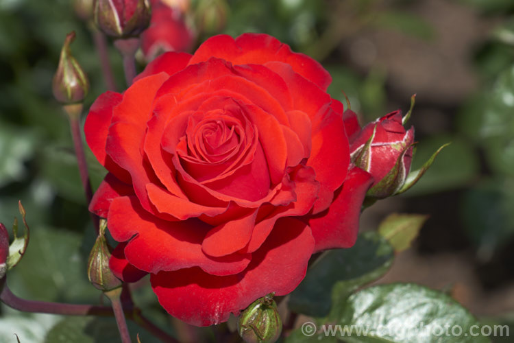 Rosa 'Christchurch. Remembers', a Floribunda rose raised by Somerfield of New Zealand and introduced in 2014. It was named New Zealand Rose of the Year in 2016. Order: Rosales, Family: Rosaceae
